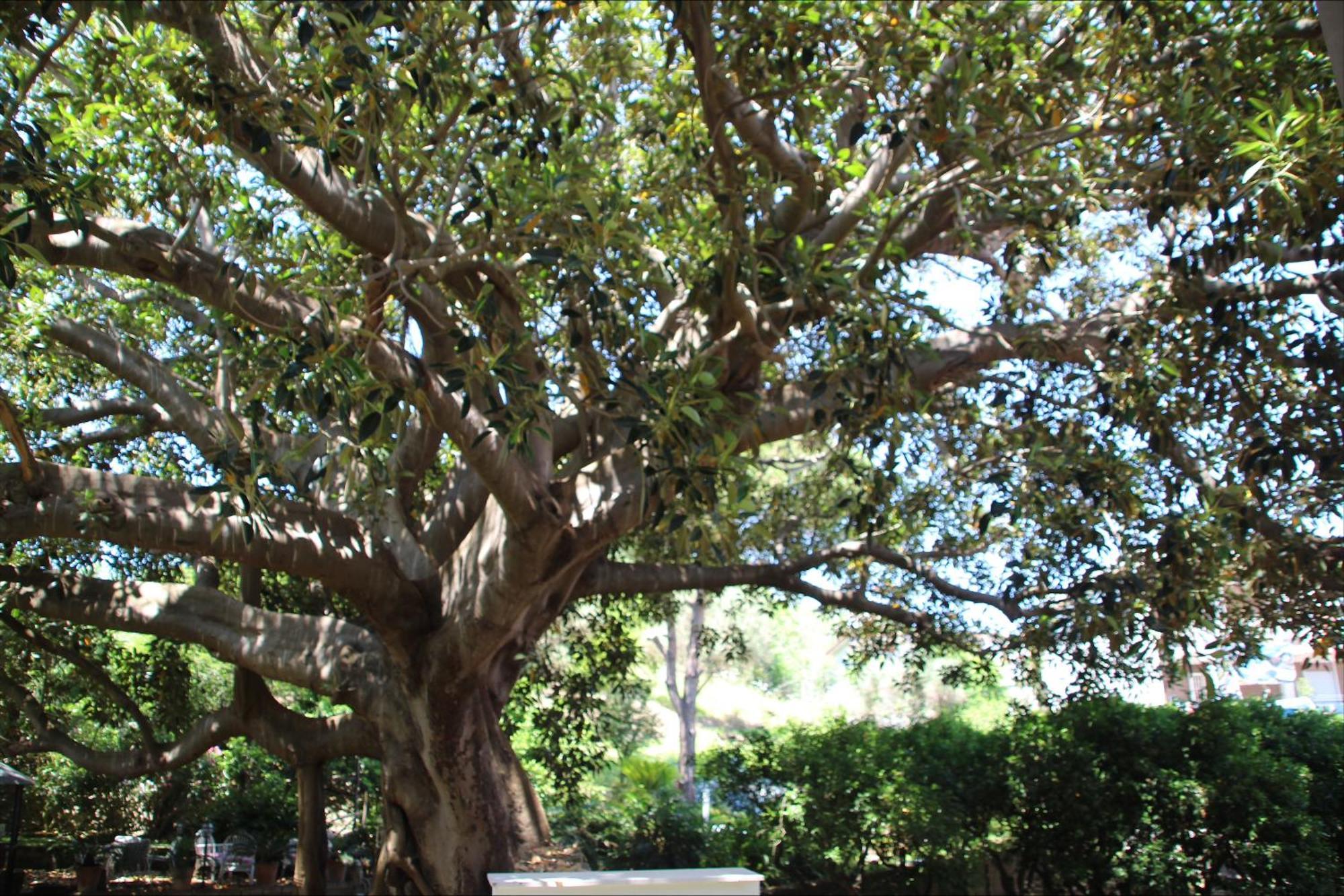 Affittacamere La Magnolia Bacoli Bagian luar foto